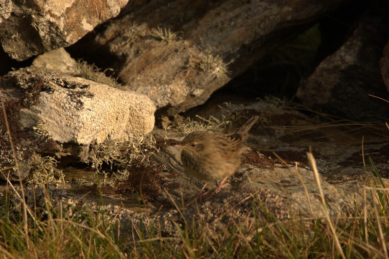 Lanceolated Warbler