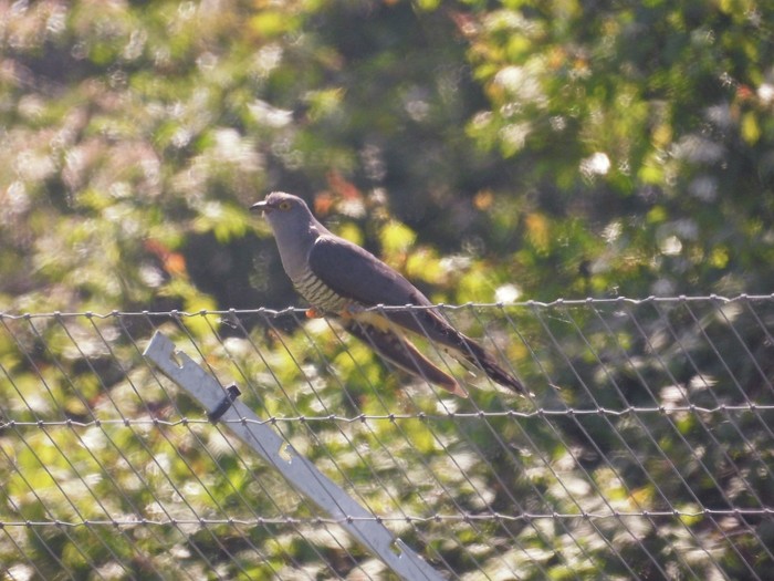 Cuckoo