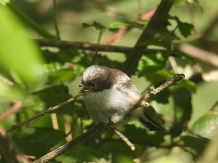 Long-tailed Tit