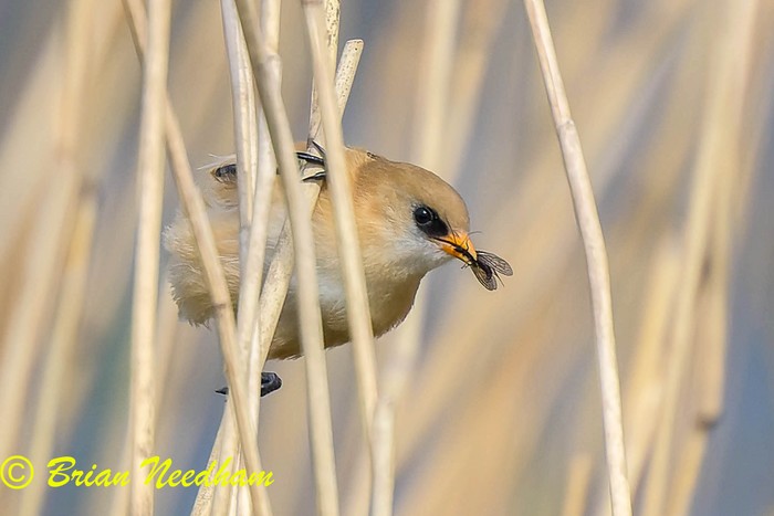 Bearded Tit