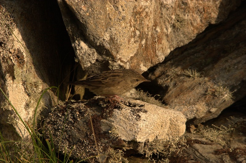 Lanceolated Warbler