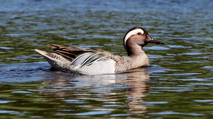 Garganey