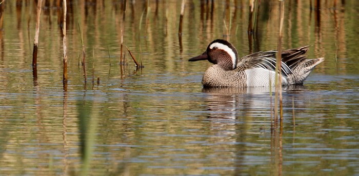 Garganey