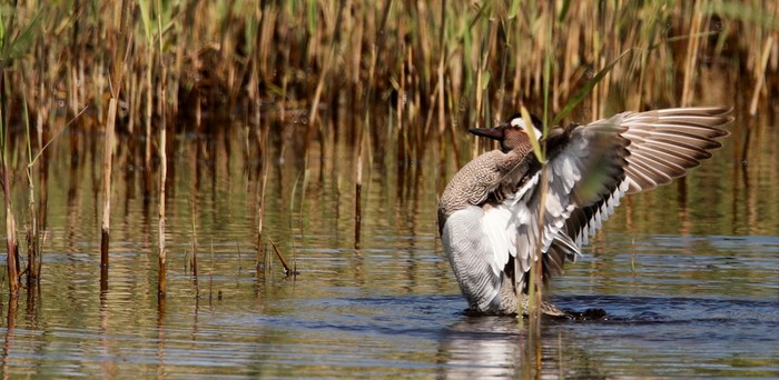 Garganey