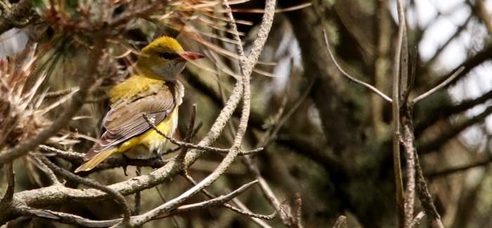 Golden Oriole