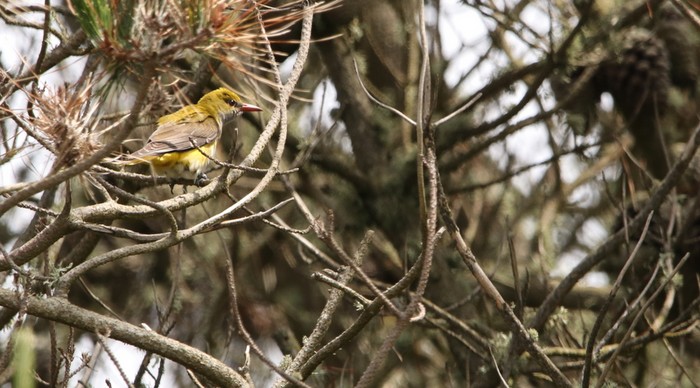 Golden Oriole