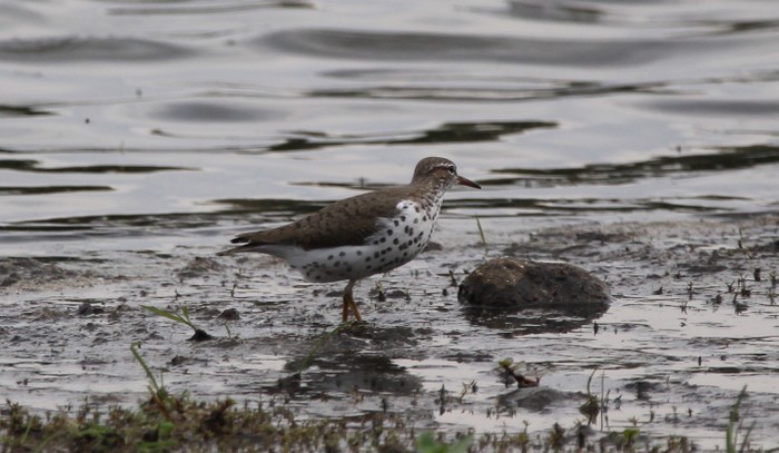 Spotted Sandpiper