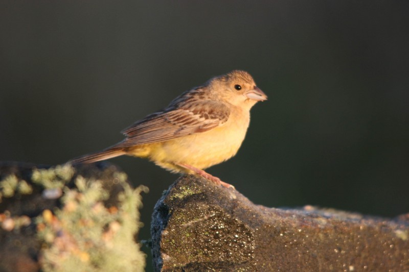 Red-headed Bunting