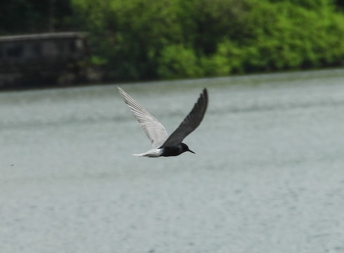 Black Tern