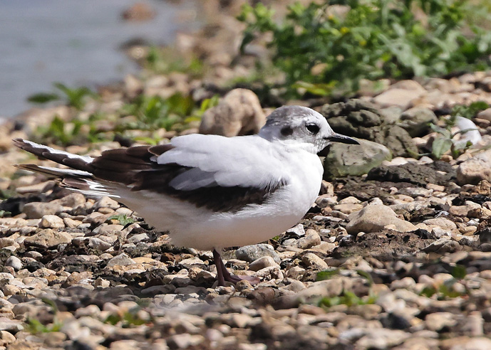 Little Gull