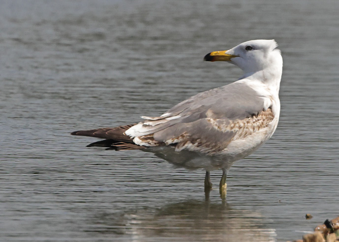 Yellow-legged Gull