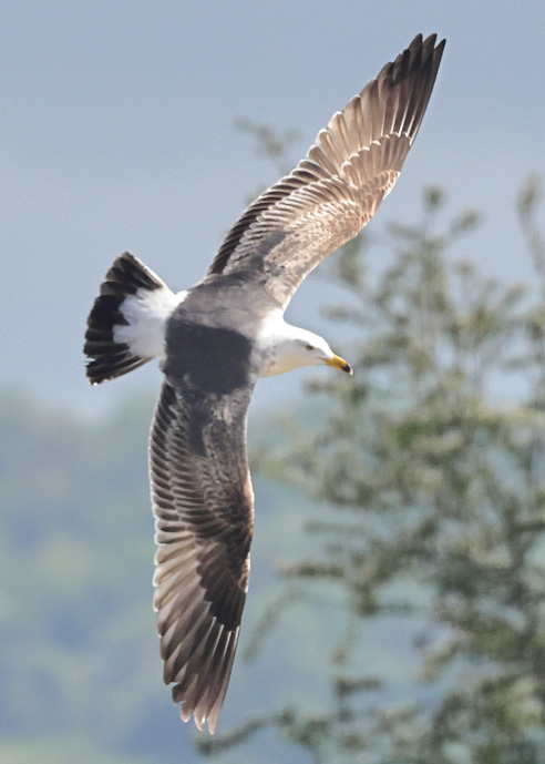 Yellow-legged Gull