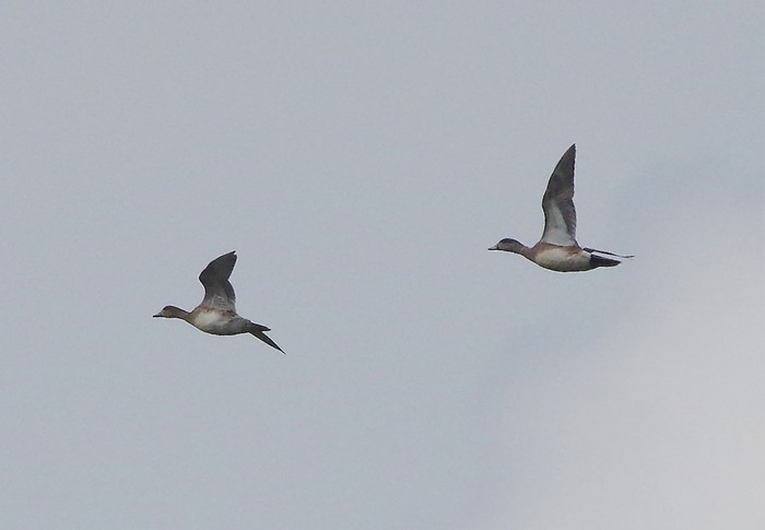 American Wigeon
