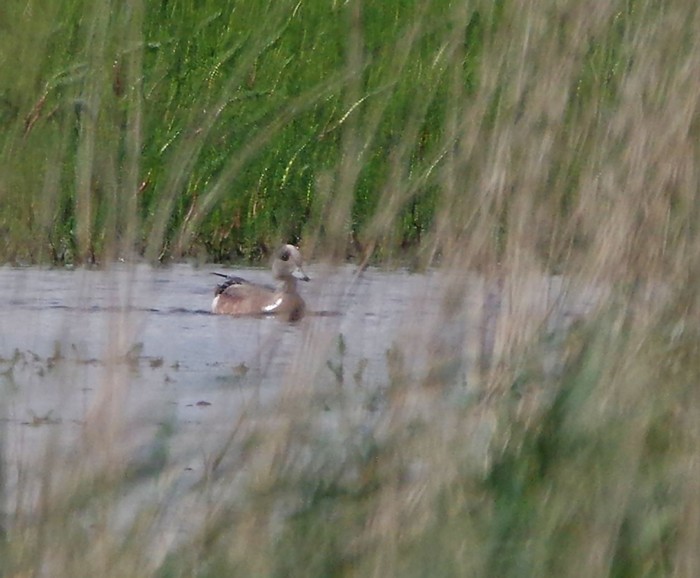 American Wigeon
