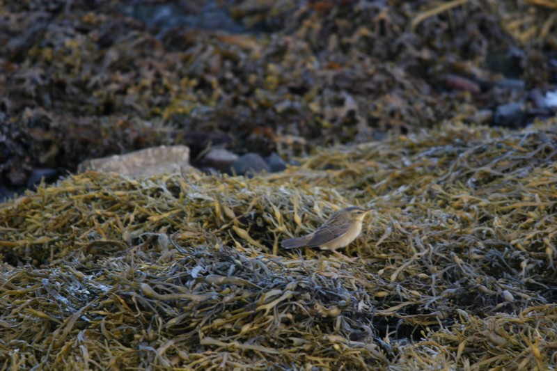 Pallas's Grasshopper Warbler