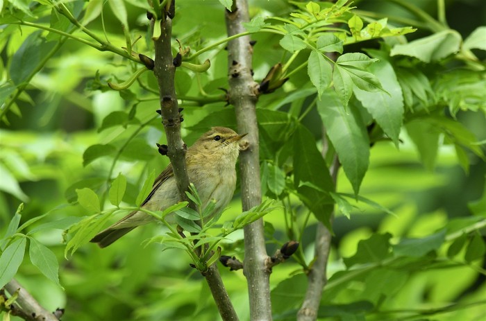 Iberian Chiffchaff
