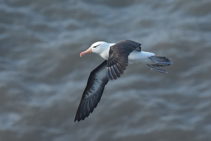 Black-browed Albatross