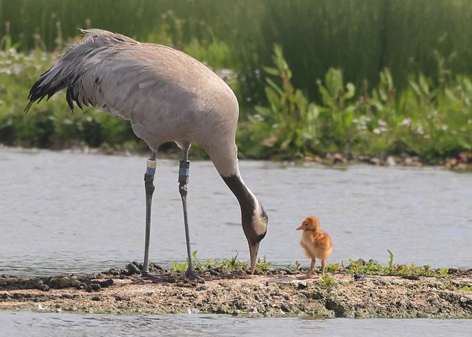 Common Crane