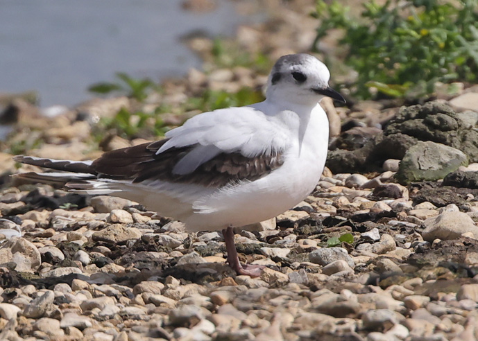 Little Gull