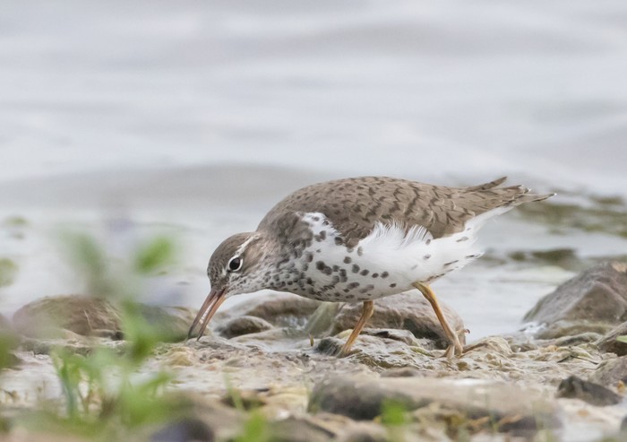 Spotted Sandpiper