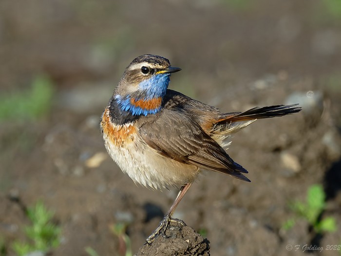 Red-spotted Bluethroat