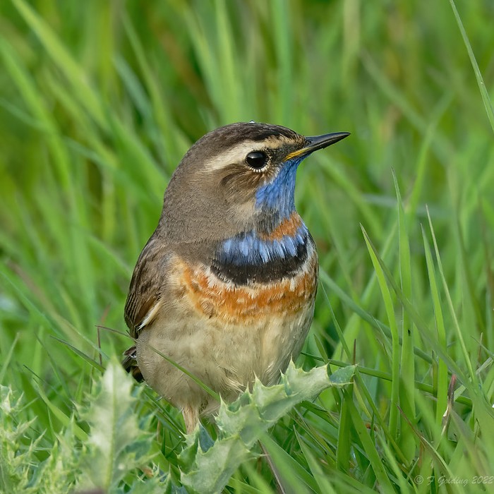 Red-spotted Bluethroat