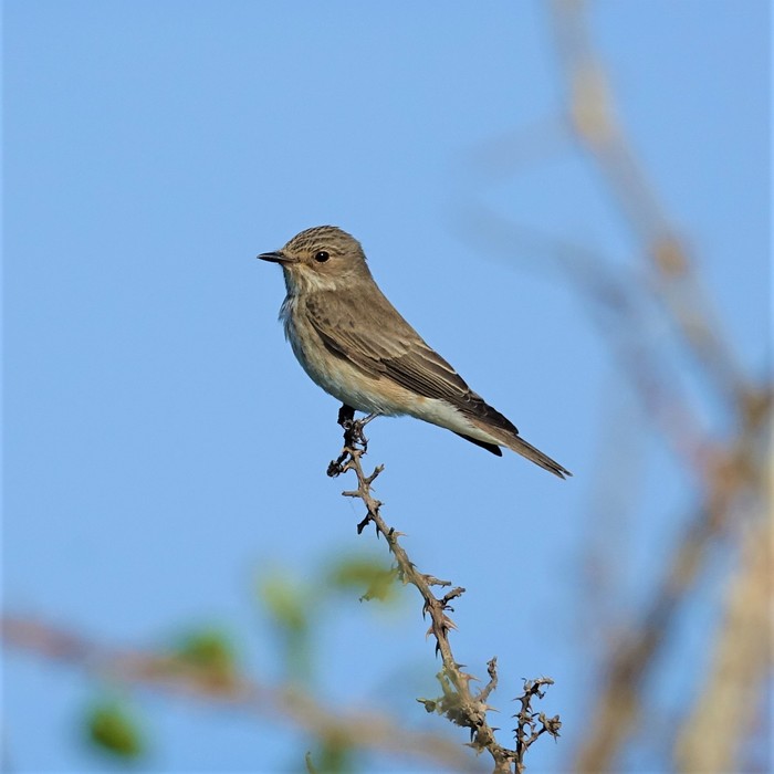 Spotted Flycatcher