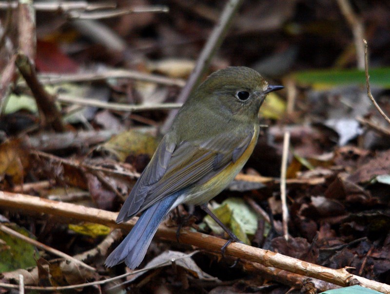 Red-flanked Bluetail