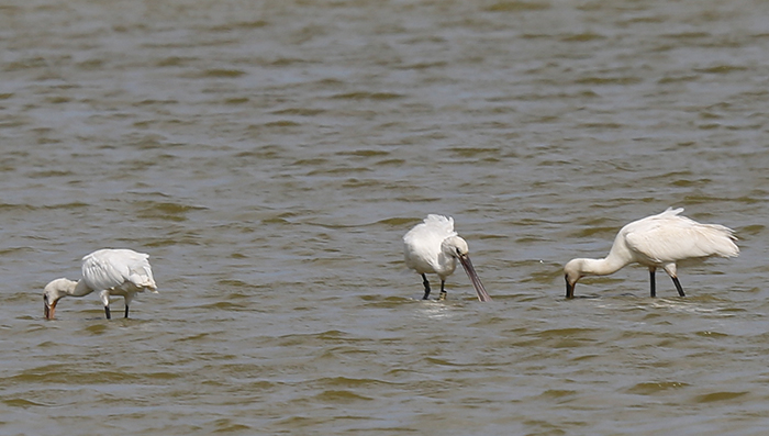 Spoonbill