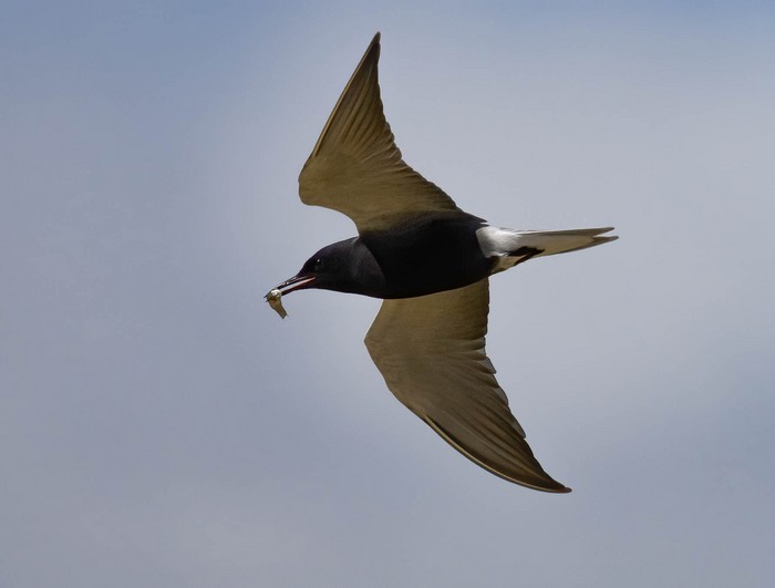 American Black Tern