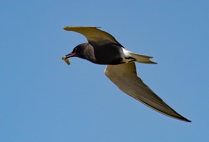 American Black Tern