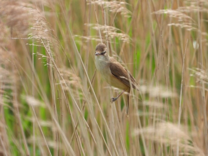 Great Reed Warbler