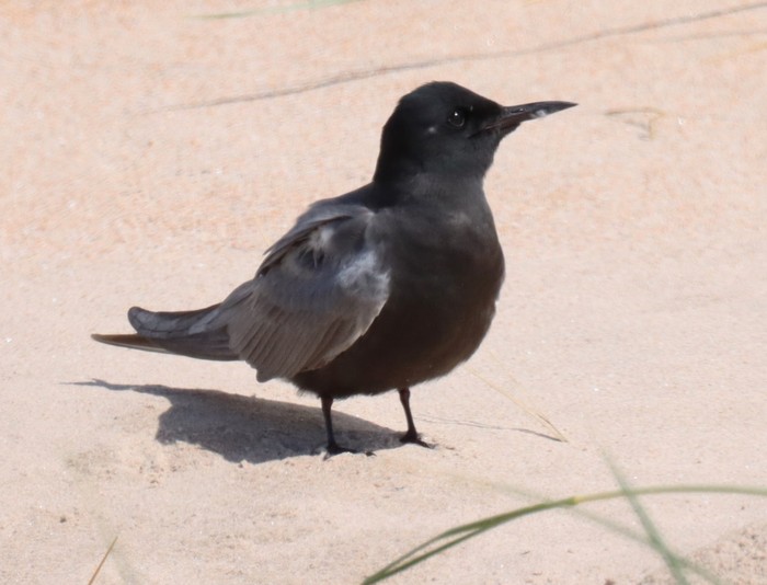 American Black Tern