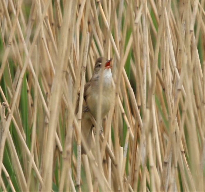 Great Reed Warbler