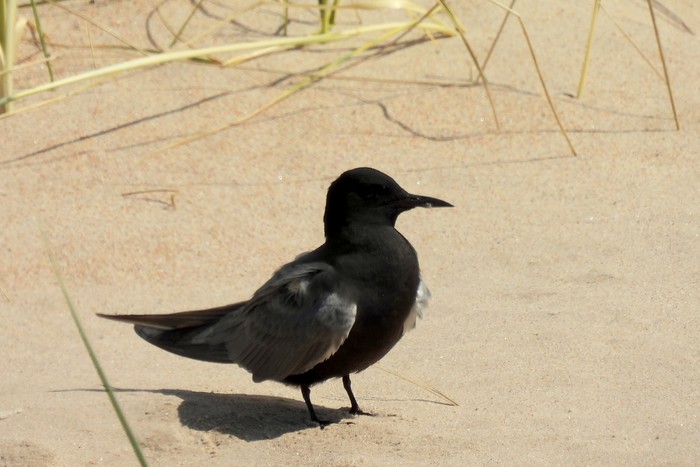 American Black Tern