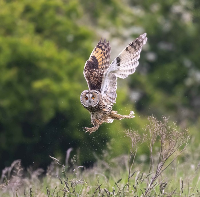 Long-eared Owl