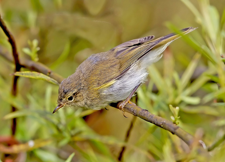 Chiffchaff