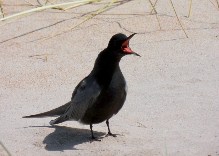 American Black Tern