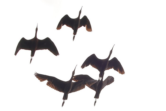Glossy Ibis