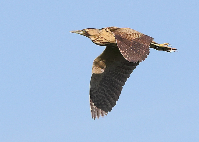 Bittern