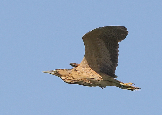 Bittern