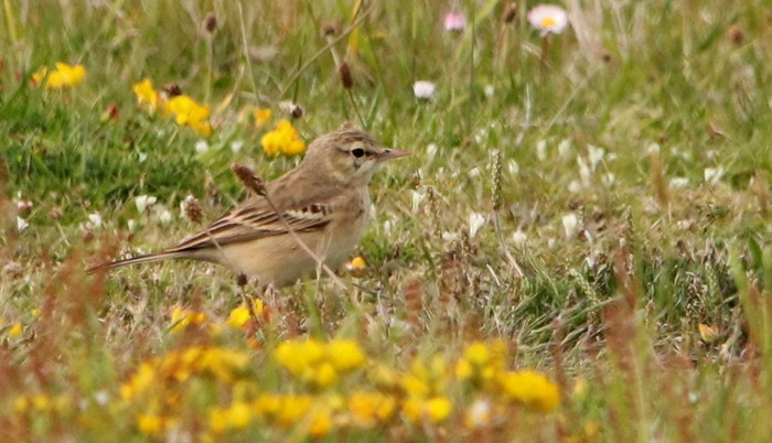 Tawny Pipit