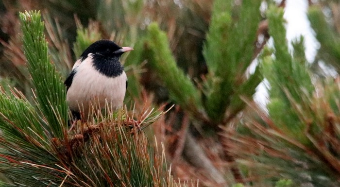 Rose-coloured Starling