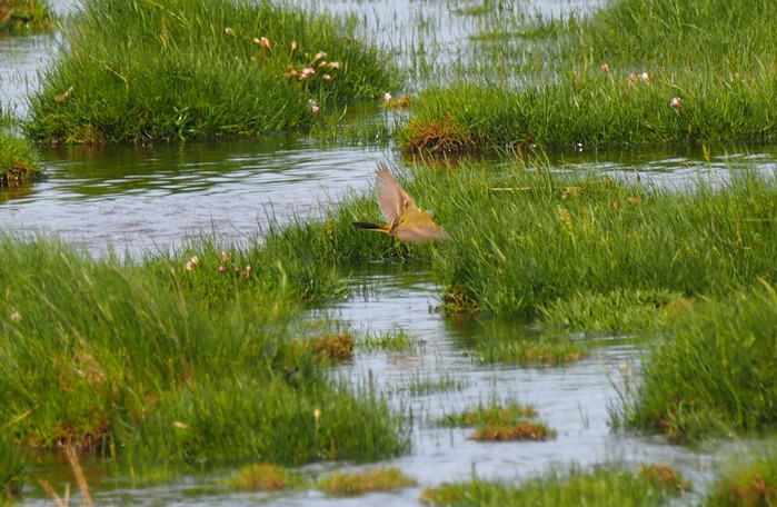 Blue-headed Wagtail