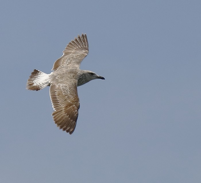 Lesser Black-backed Gull