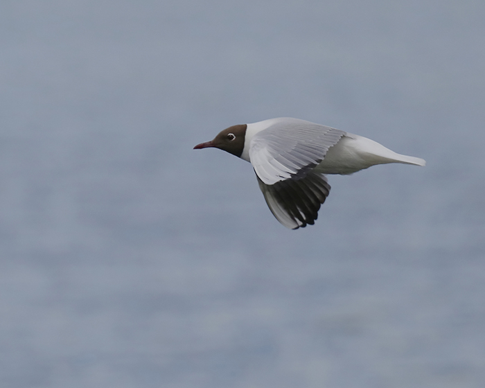 Black-headed Gull