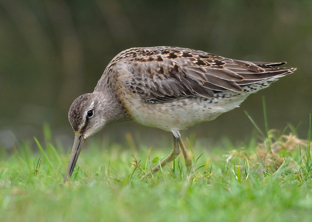 Long-billed Dowitcher
