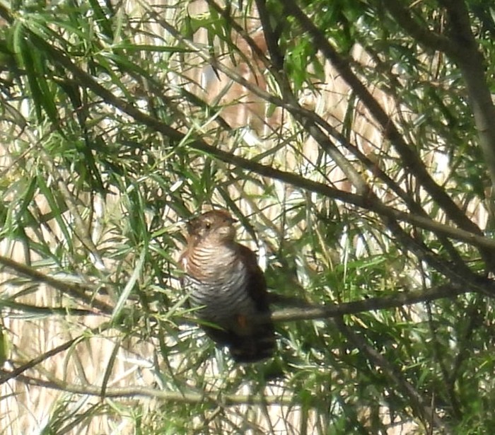 Cuckoo