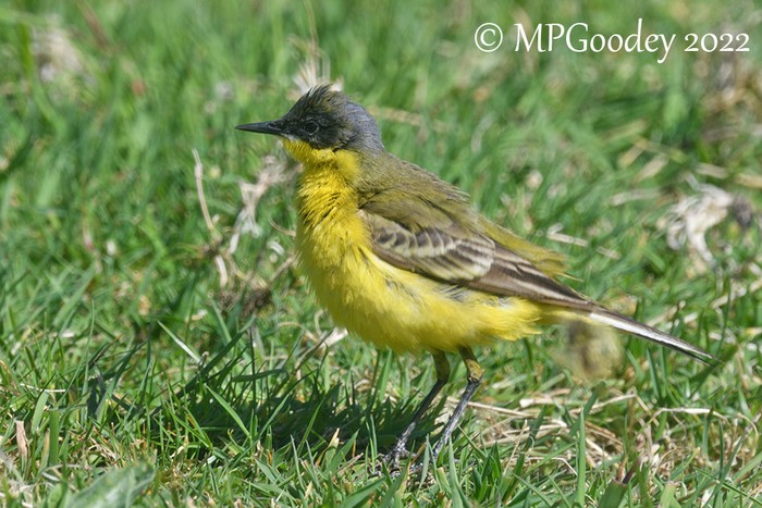 Yellow Wagtail