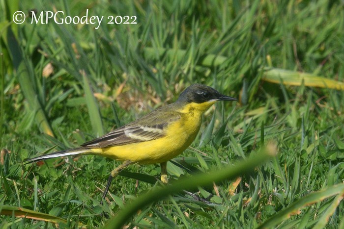Yellow Wagtail